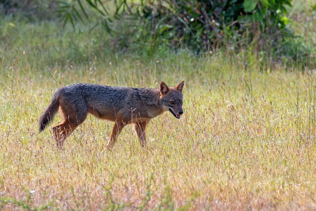 Gouden jakhals of canis aureus in natuurlijke habitat