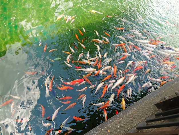 Gouden karpers en koivissen in de vijver Geeloranje zwarte vissen in Chinese vijver Helder water van traditionele Chinese vijvers in de oude stad Kleurrijke vissen in het meer Vissen in het groene water Karpers