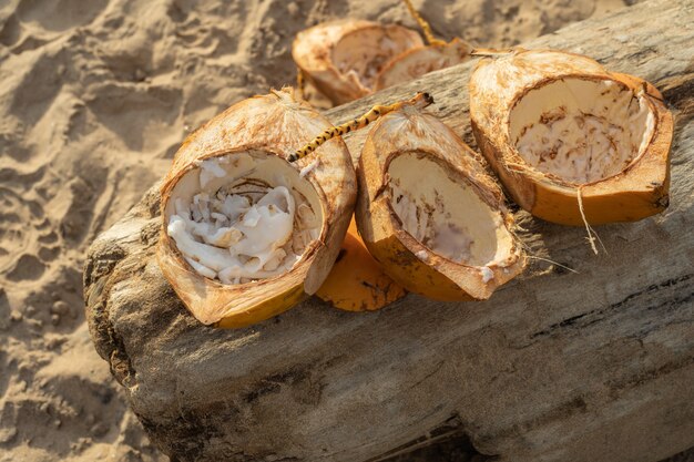 Gouden kokosnoten liggen op een logboek op een zand