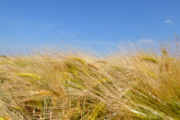 Gouden korenaar groeit in een veld onder de blauwe hemel in de zomer