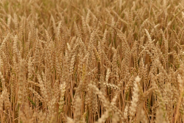 Gouden korenaren zwaaien in de wind