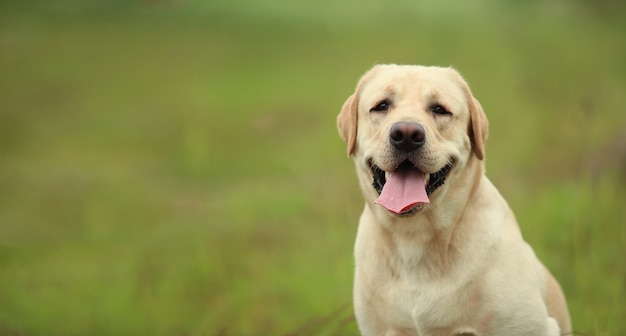 Gouden Labrador die in het de lentepark lopen, natuurlijk licht