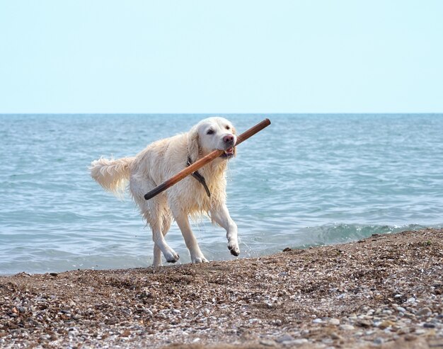 Gouden labrador retriever hond op het strand