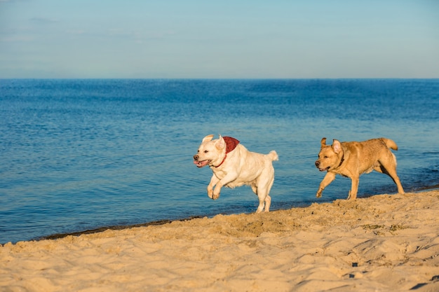 Gouden Labrador retrievers die plezier hebben langs het strand rennen. Twee Labradors, geel en wit, rennen langs het zand naast de rivier