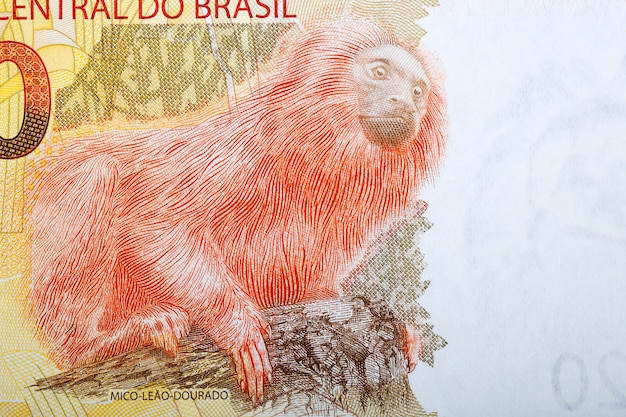 Gouden leeuwtamarin een portret van Braziliaans geld