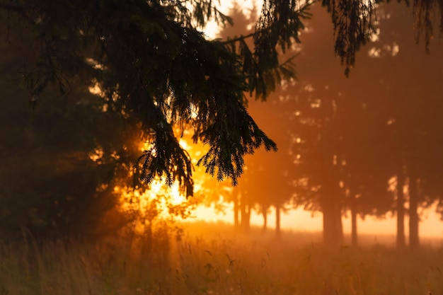 Gouden licht van de rijzende zon door de dennentakken