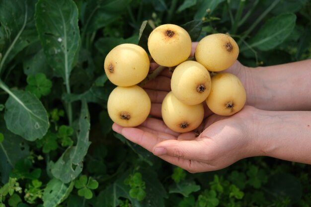 Gouden loquat fruit in de hand houden, tegen een donkergroene achtergrond