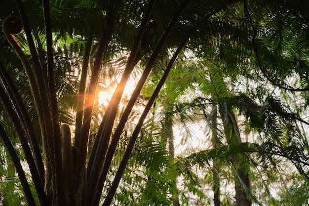 Gouden middaglicht tussen de bomen