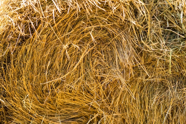 Gouden natuurlijke strotextuur in zonnige dag