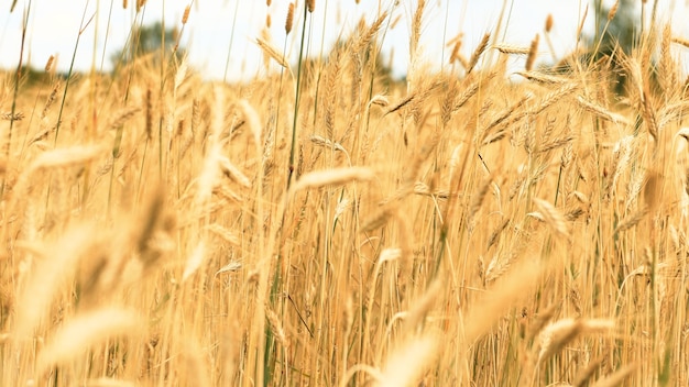 Foto gouden oren van rogge. agrarisch veld.