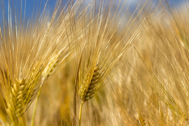 Gouden oren van tarwe in de zomer op het veld. tarwe achtergrond