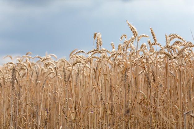 Gouden oren van tarwe op het veld Graan landbouwgewassen Prachtig landelijk landschap