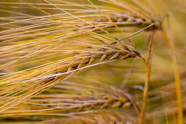 Gouden oren van tarwe op het veld