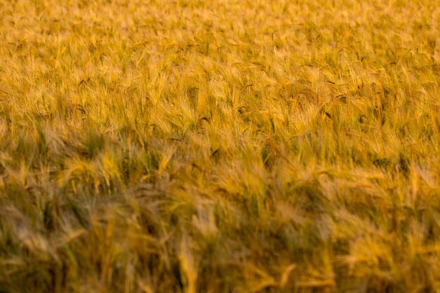 Gouden oren van tarwe op het veld.