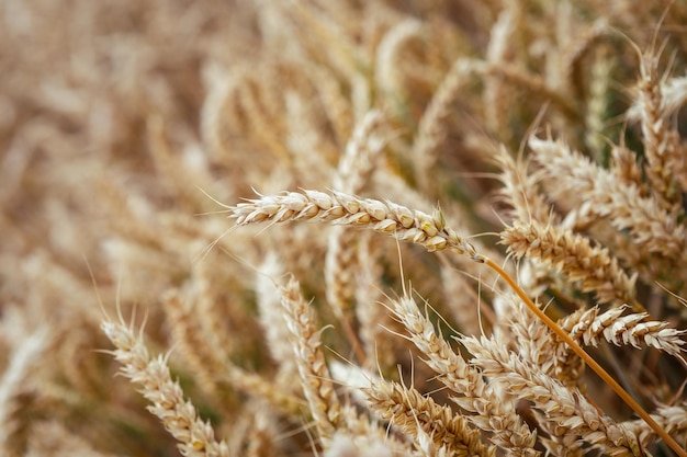 Gouden oren van tarwe op het veld