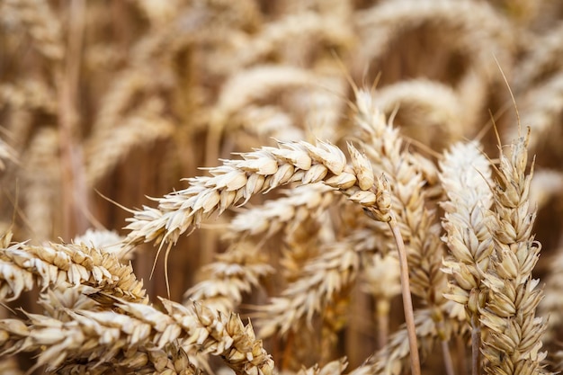 Gouden oren van tarwe op het veld