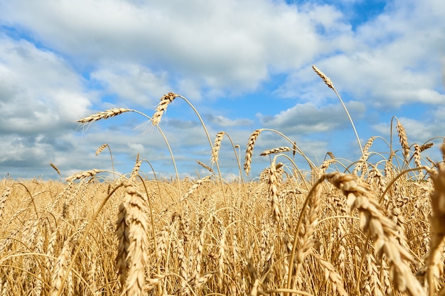 Gouden oren van tarwe, veld met tarwe met bewolkte hemel.