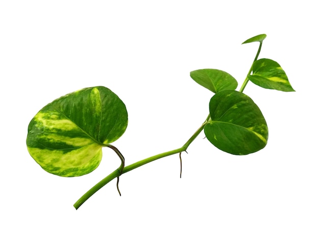 Gouden pothos bladeren of Epipremnum aureum blad op witte achtergrond