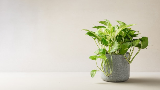 Gouden pothos of Epipremnum aureum in pot op zacht licht, Beauyiful plant