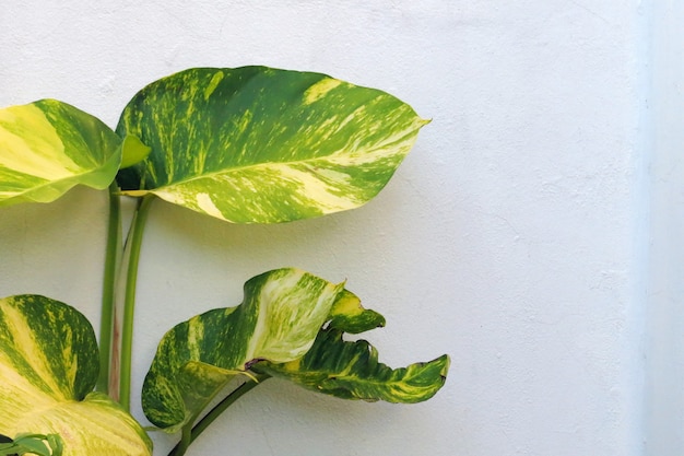 Foto gouden pothos op de witte achtergrond