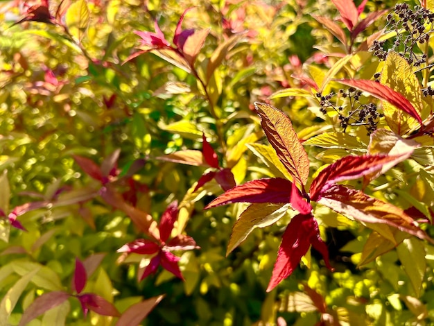 Gouden prinses japanse spiraea goldflame firelight groen roze en oranje bladeren textuur selectieve focus