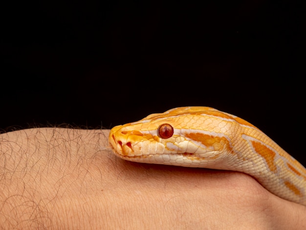 Gouden python, netpython (python reticulatus).