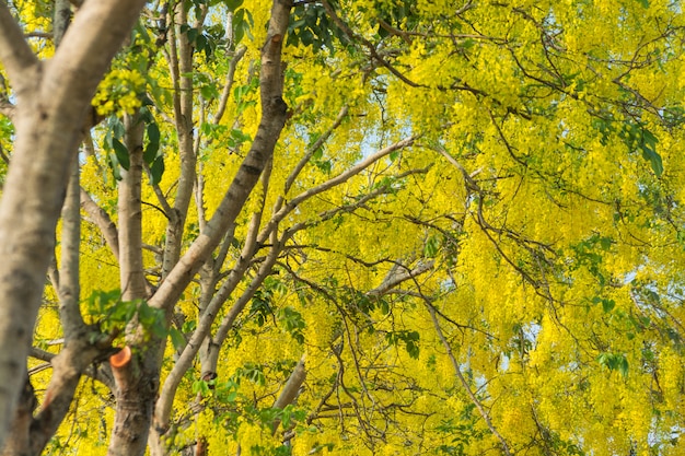 Foto gouden regenbomen