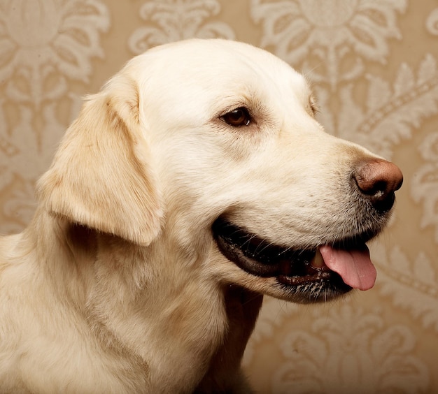 gouden retrieverhond