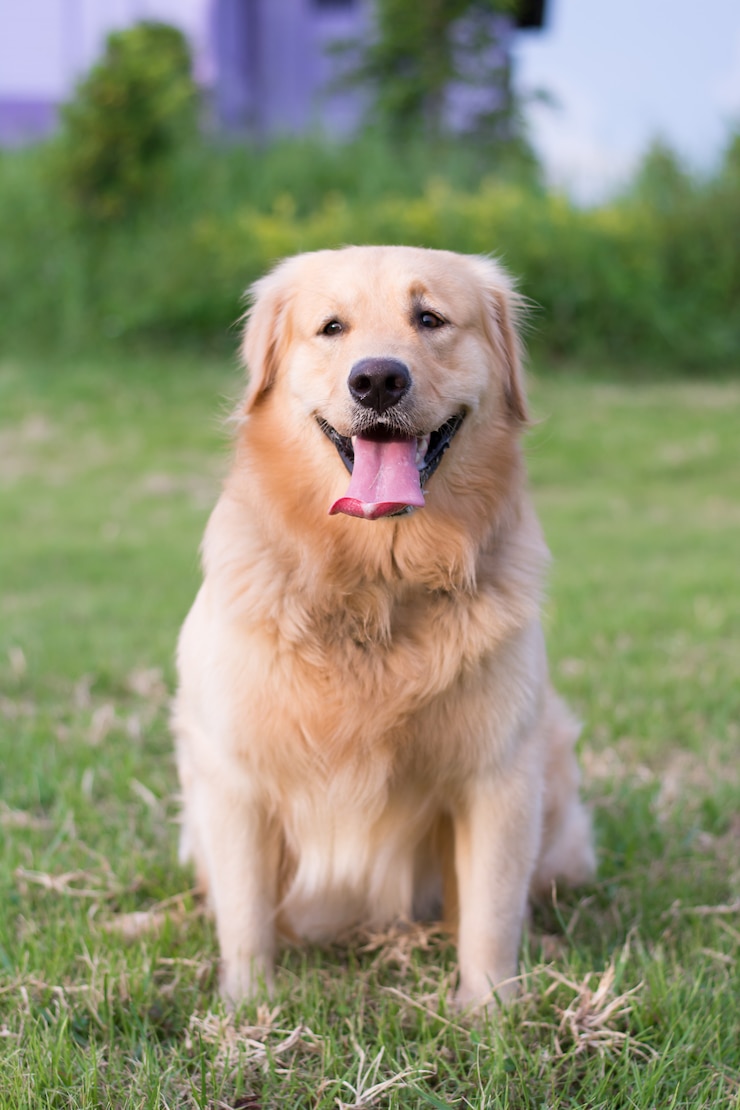 Gouden retrieverportret in groen gras