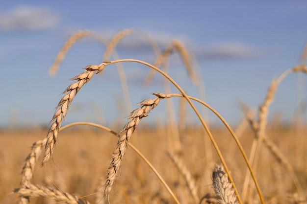 gouden rijpe oren van tarwe in het veld met blauwe lucht