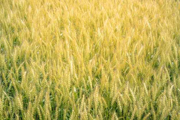 Gouden rijst veld achtergrond