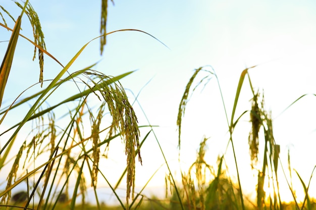 Gouden rijstaren in het veld bij zonsondergang