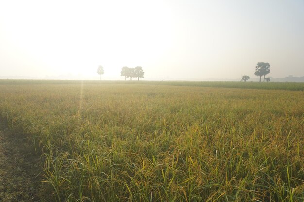 Foto gouden rijstvelden .