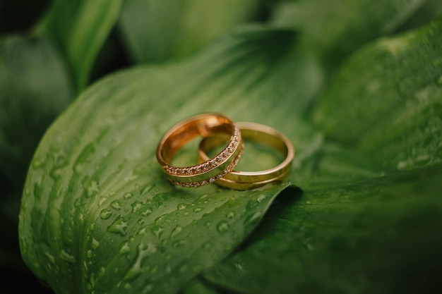 Gouden ringen op groene bladeren, trouwringen, close-up