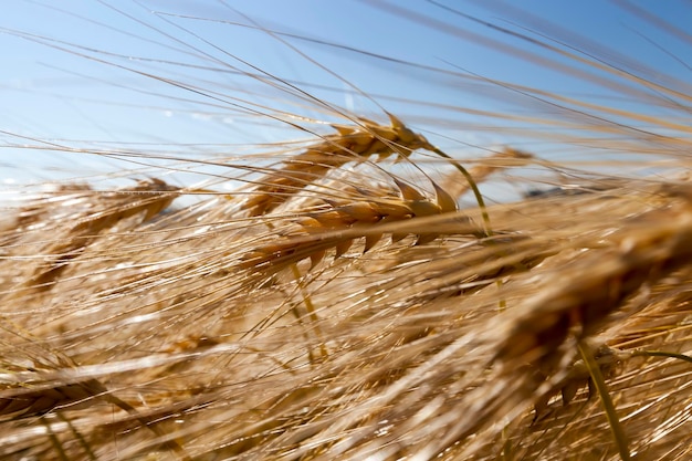 gouden rogge in een landbouwveld in de zomer, landbouw voor het verbouwen van rogge en het oogsten van granen