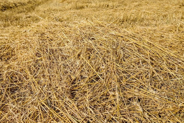 Gouden stro op het veld met machinespoor op de grond