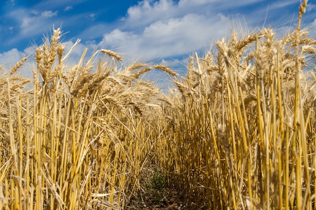 Gouden tarwe door de zon in het veld