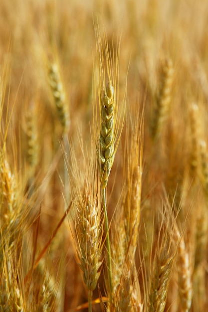 Gouden tarwe granen geel veld