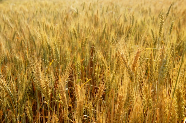 Gouden tarwe granen geel veld