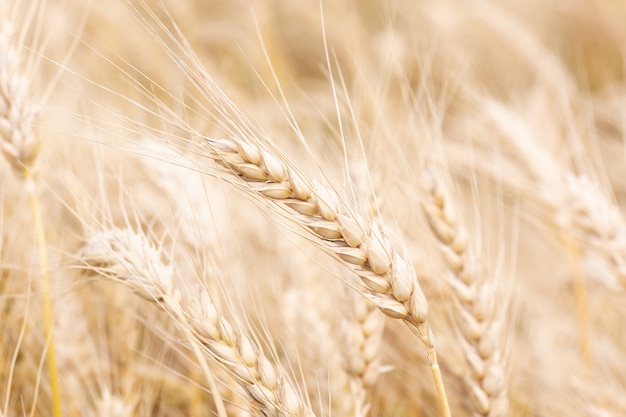 Gouden tarwe veld close-up