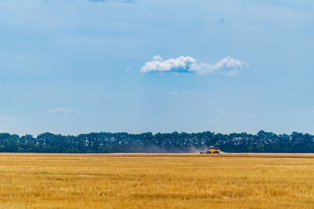 Gouden tarwe vloog voor de oogst. Blauwe lucht erboven.