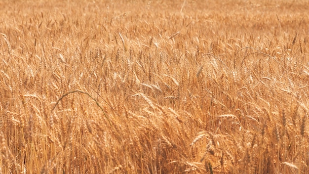 Gouden tarweaartjes op het veld