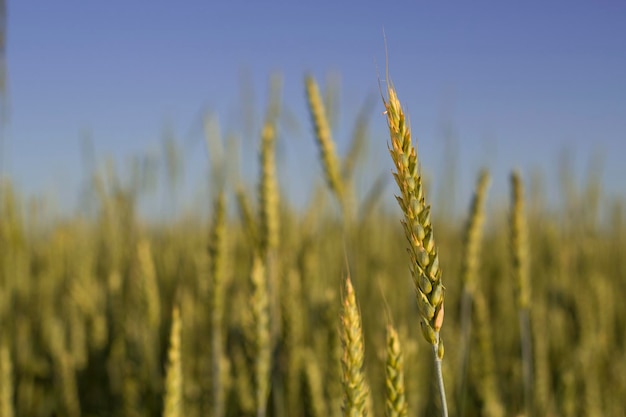 gouden tarweoor in zomerveld met blauwe lucht