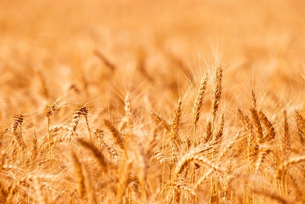 Gouden tarweveld close-up