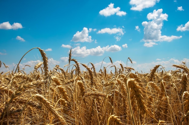 Gouden tarweveld en blauwe lucht Prachtig landschap