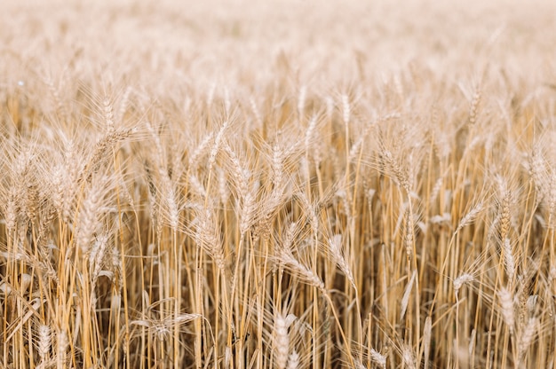 gouden tarweveld en blauwe lucht