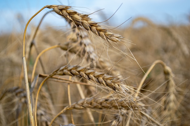 Foto gouden tarweveld en zonnige dag