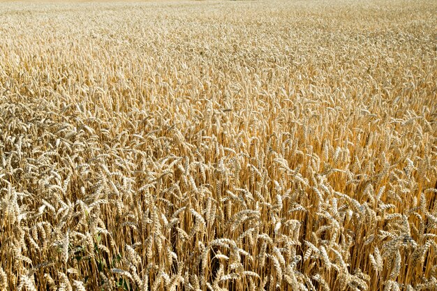 Gouden tarweveld en zonnige dag