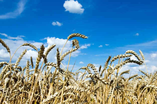 Gouden tarweveld en zonnige dag