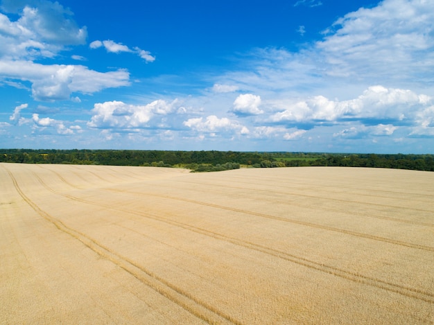 Foto gouden tarweveld en zonnige dag